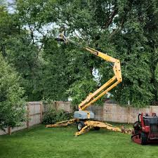 How Our Tree Care Process Works  in La Caada Flintridge, CA